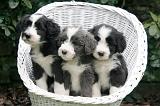 BEARDED COLLIE 460